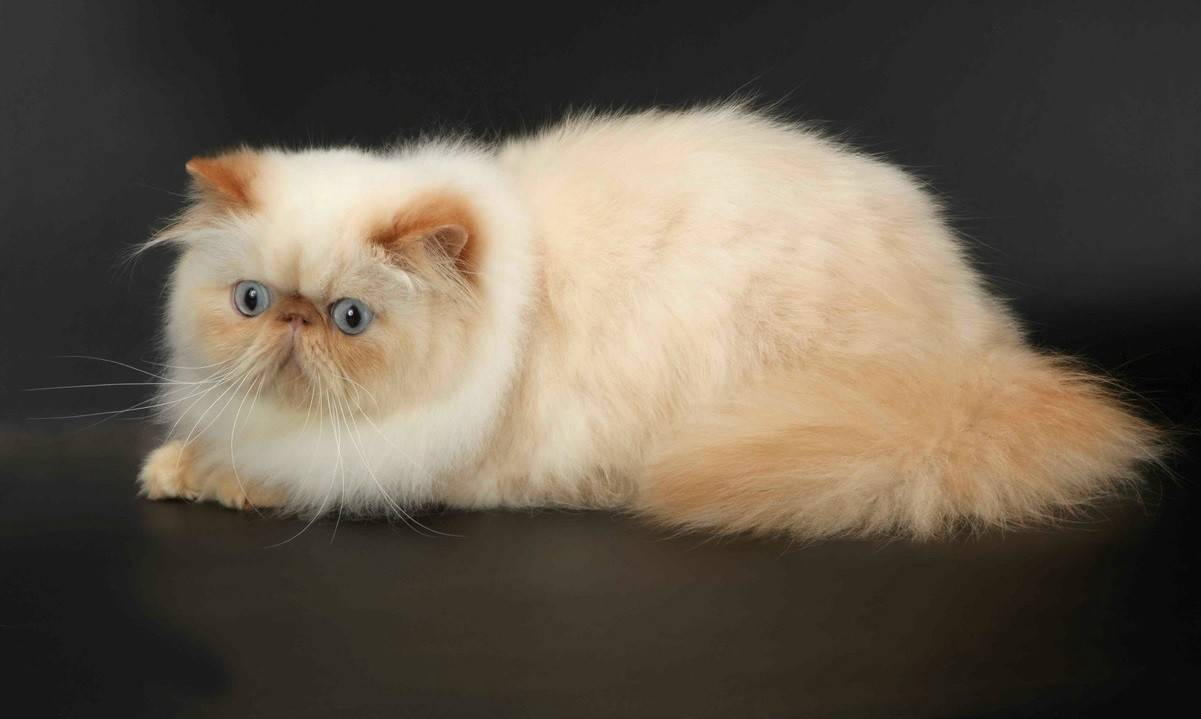 Гималайская кошка: фото, стандарты, окрасы, описание породы, отзывы влыдельцев