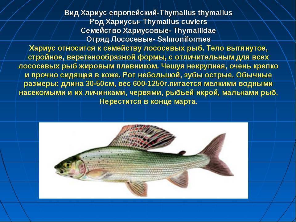 Рыба-молния сибирский хариус