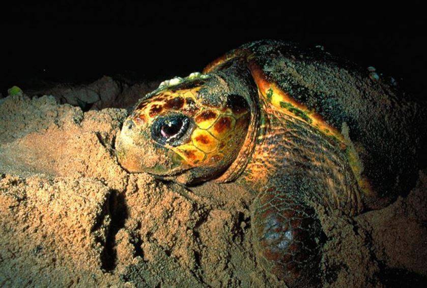 Мускусная черепаха – фото, описание, ареал, рацион, враги, популяция