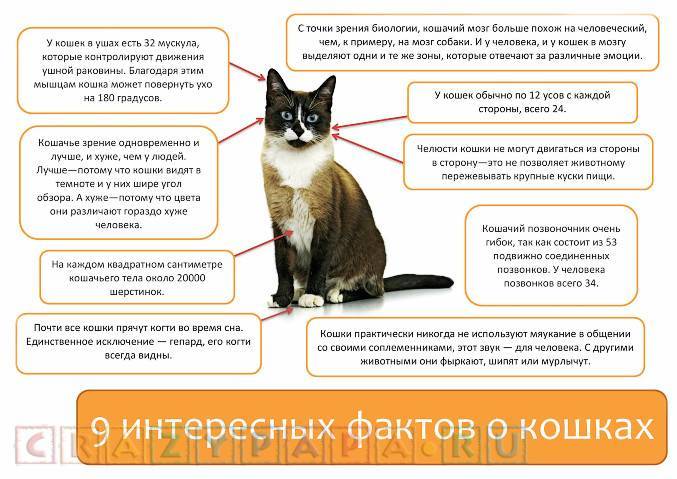 Интересные факты о кошках — рубрика об удивительных особенностях и достижениях