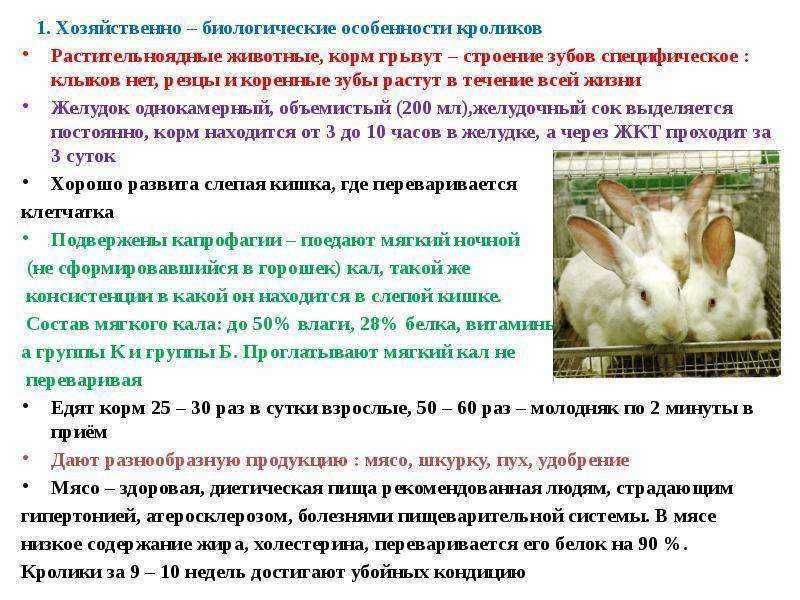 ᐉ лисий карликовый кролик - особенности породы, содержание и уход - zooon.ru