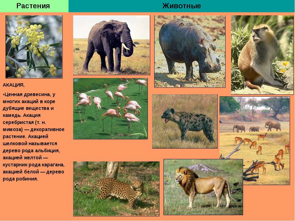 Животный мир мадагаскара: список, названия, описание и фото