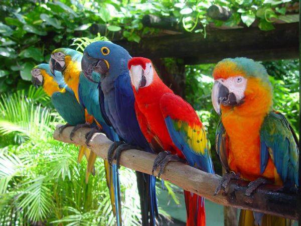 [новое исследование] королевский попугай - особенности вида, описание, содержание и уход, фото