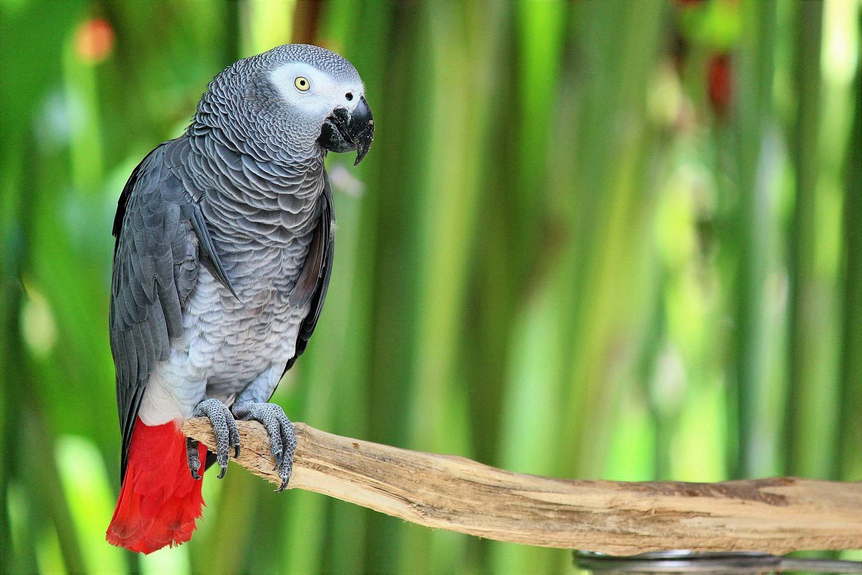 Попугай жако: описание птицы, виды, характер