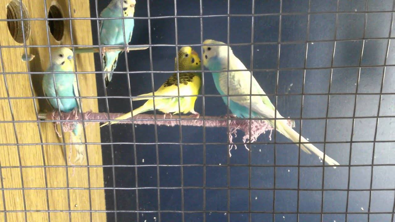 Размножение волнистых попугаев в домашних условиях и уход