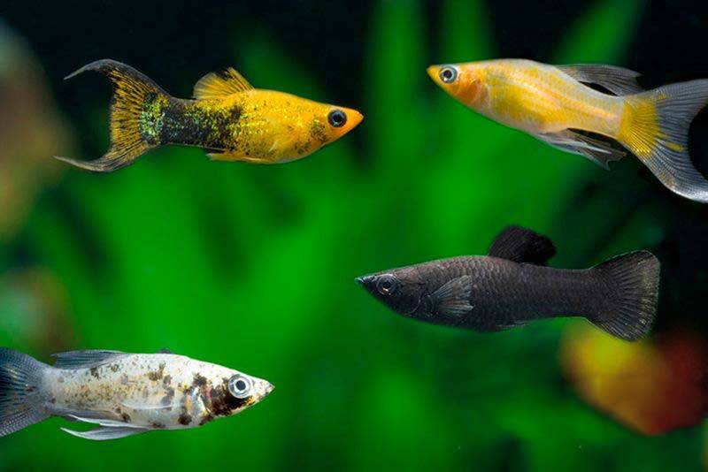 Рыбка моллинезия: содержание и уход, а также совместимость с другими обитателями аквариума