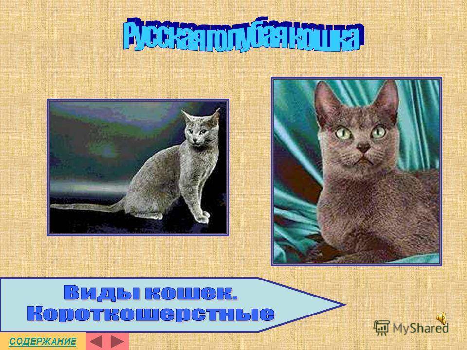 Животное кошка: описание и повадки кошек