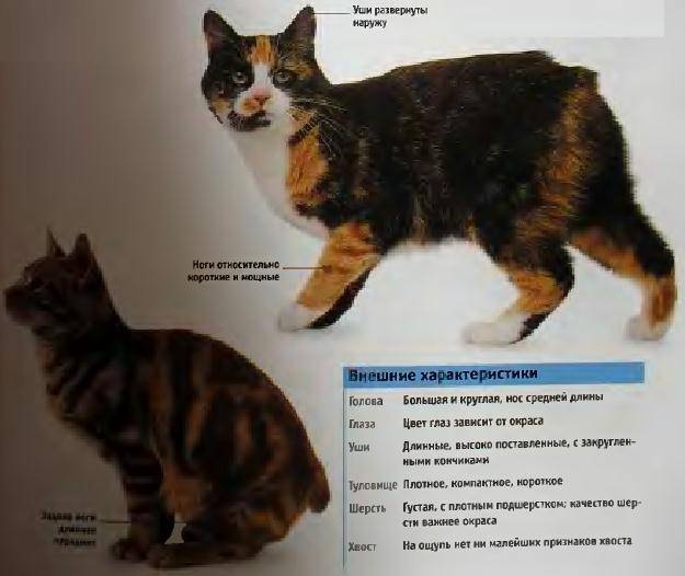 Кошки бобтейл: особенности видов и пород, характер, уход, фото, видео