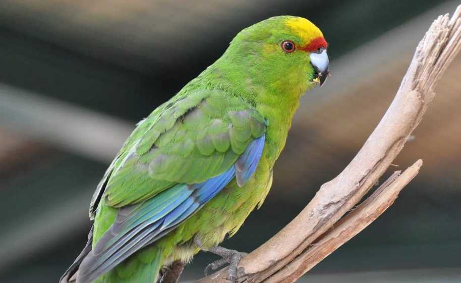 Попугаи какарики (новозеландские): описание, уход и разведение