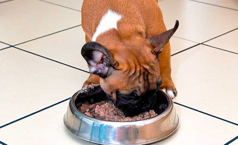 Питание французского бульдога натуралкой, рацион, меню, кормление щенка и взрослой собаки