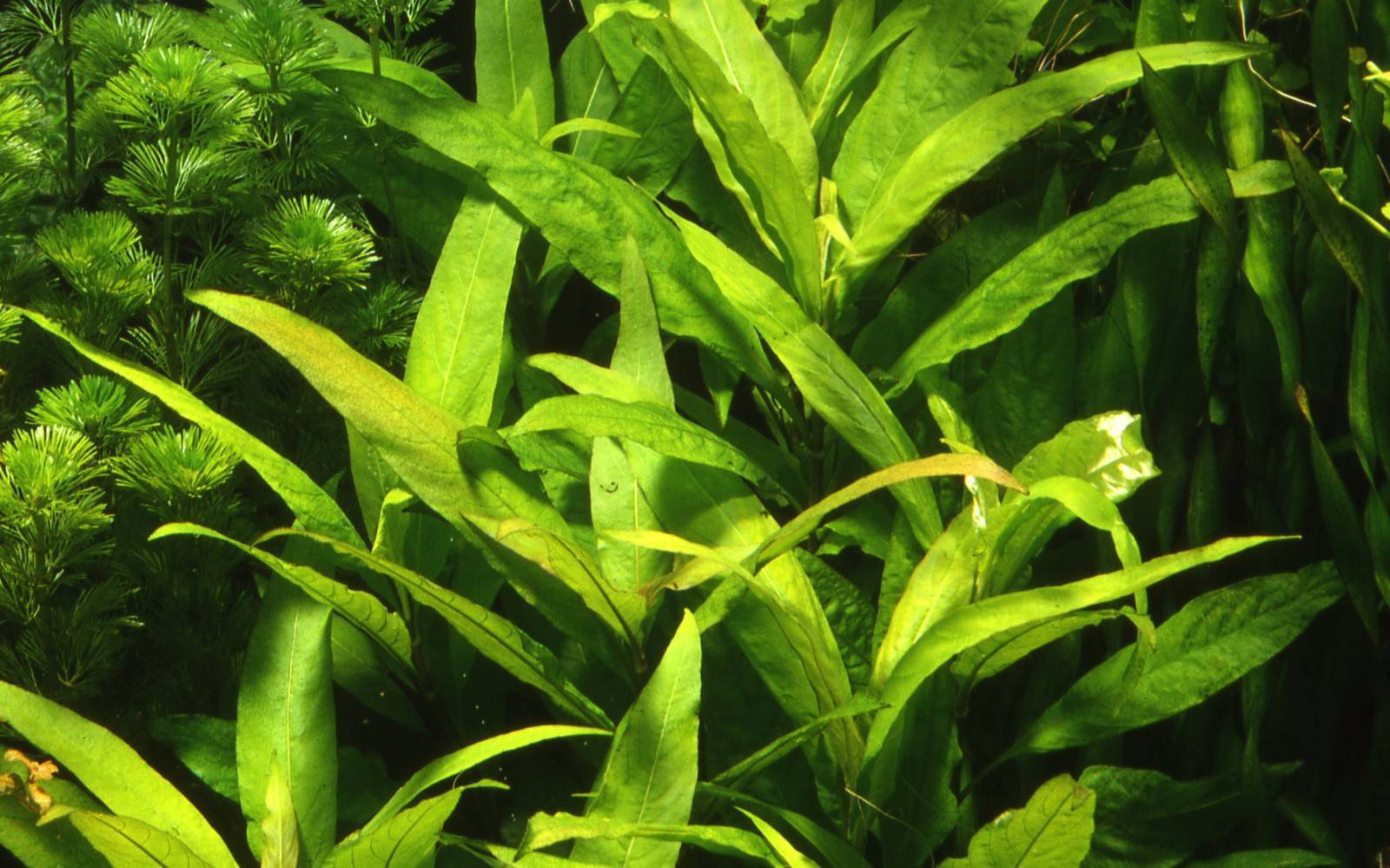 Лимонник (аквариумное растение): условия содержания в аквариуме, уход, виды, совместимость, болезни