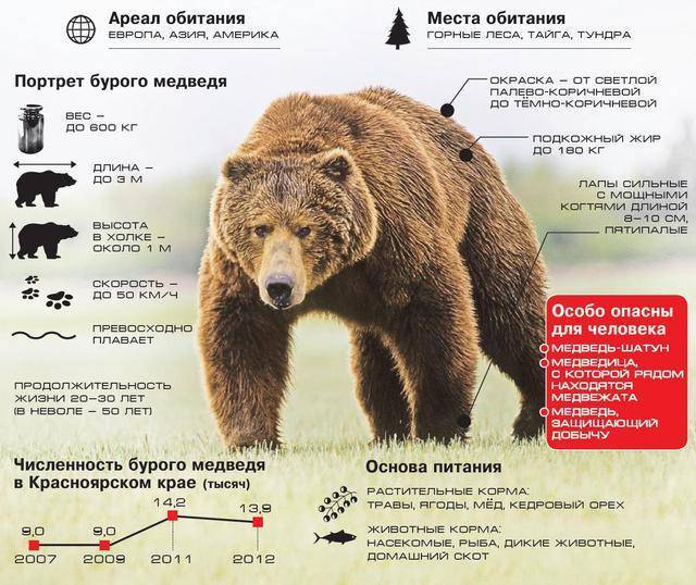 Очковый медведь – фото, описание, ареал, рацион, враги, популяция