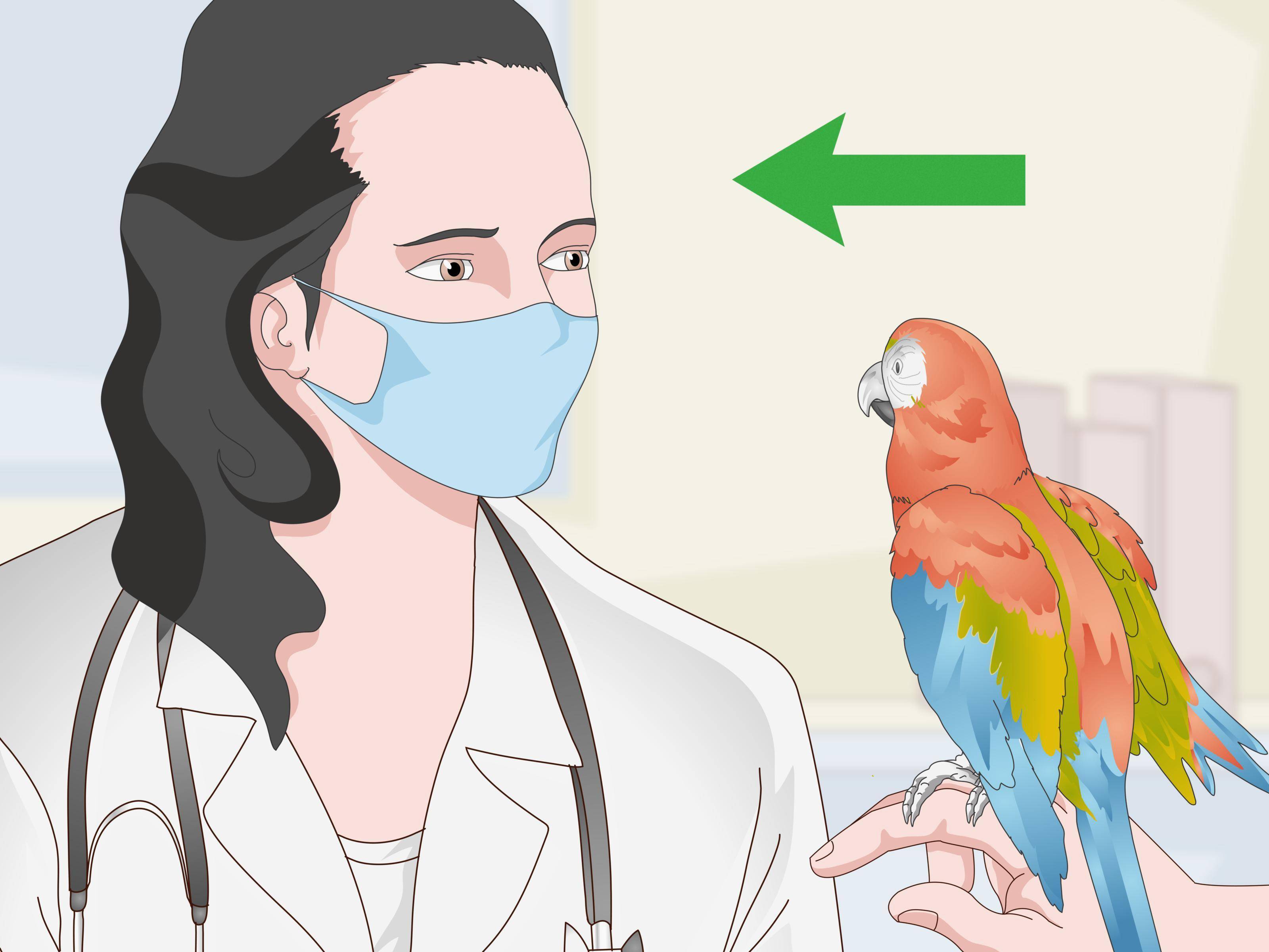 Аллергия на попугаев: причины, диагностика, симптомы и лечение у детей и взрослых