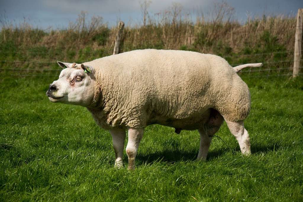 Тексель: описание породы овец, продуктивность, разведение
