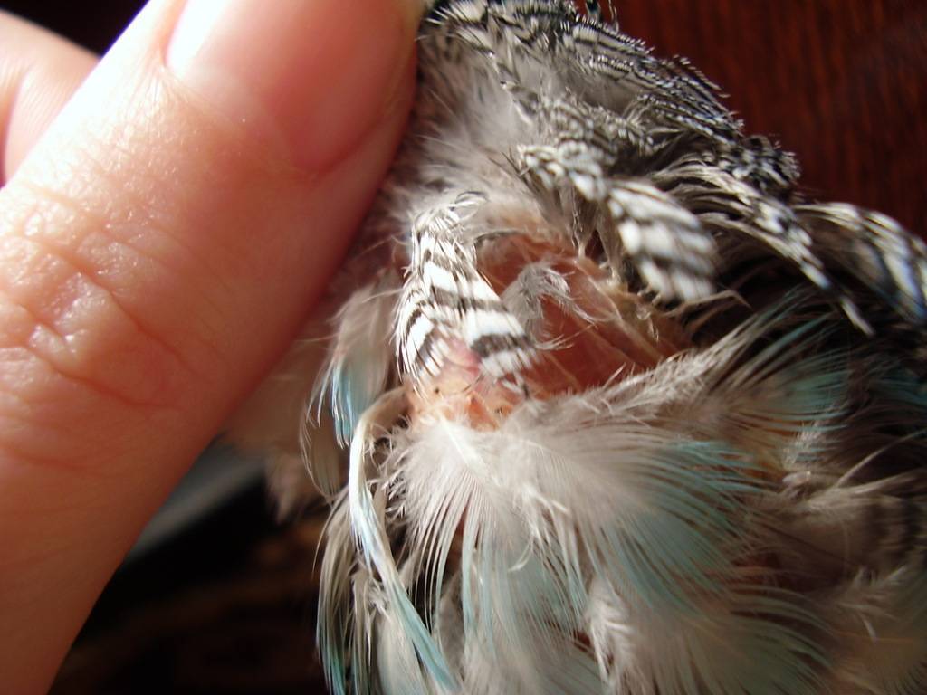 У волнистого попугая выпадают перья: выявление причин