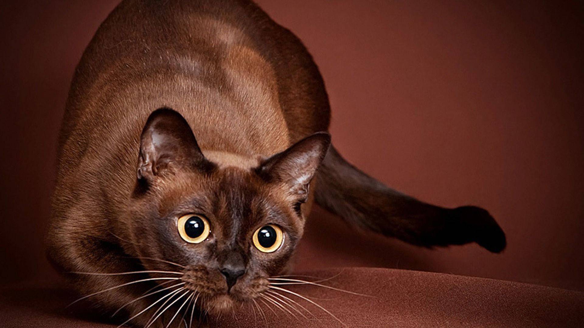 Бурманская кошка: описание породы и характера, уход и здоровье
