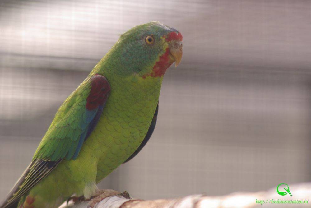 Воробьиный попугай: содержание, разведение, уход, кормление, фото