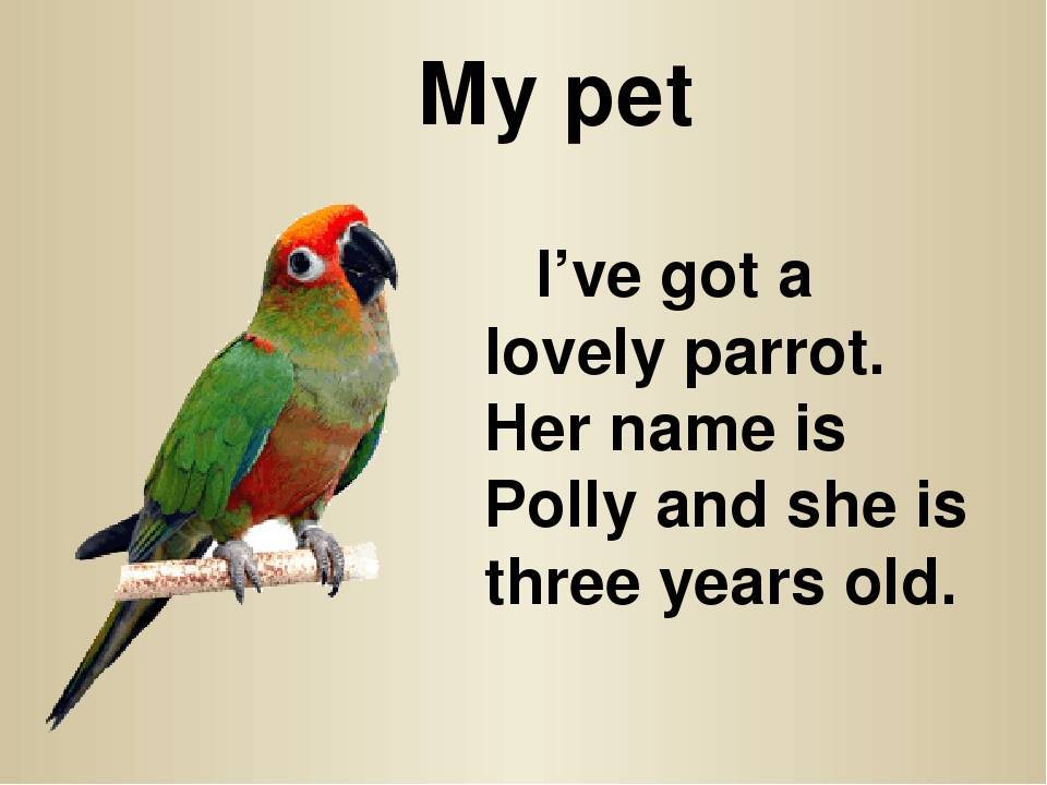 Попугай на английском