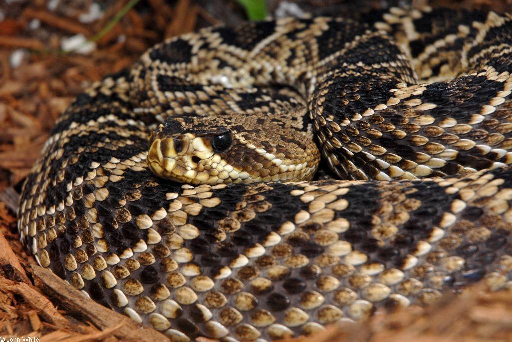 Гремучая змея: особенности, опасность для человека, фото :: syl.ru