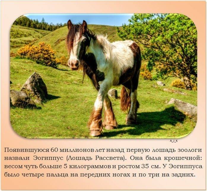 Необычные и интересные факты о лошадях