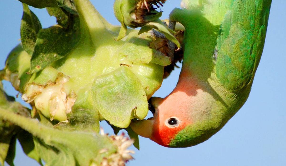 Чем кормить попугаев неразлучников в домашних условиях