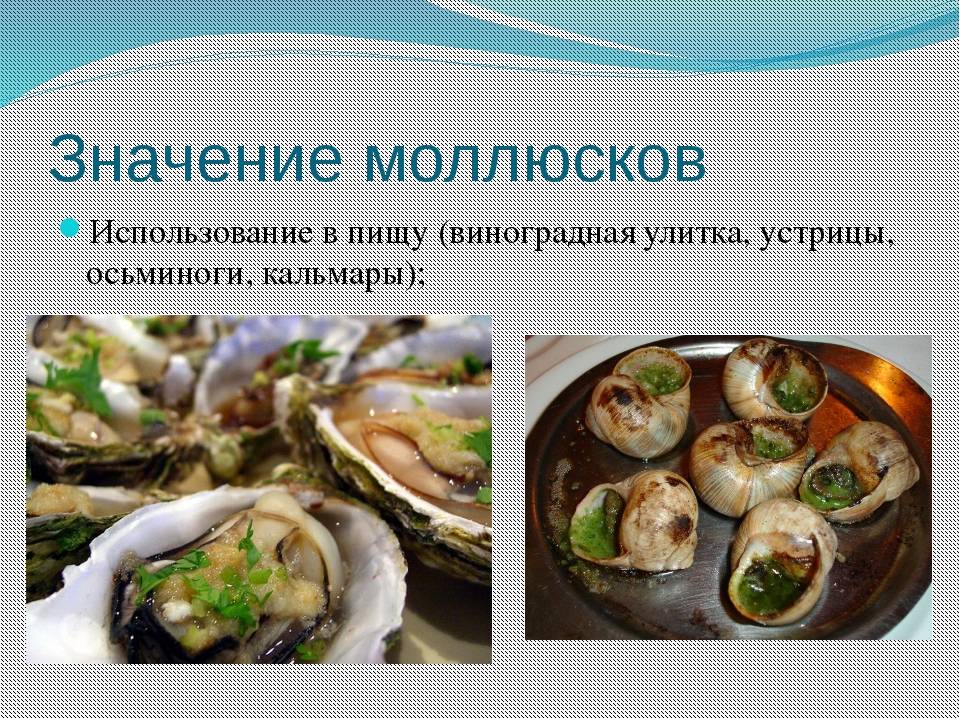 Мидии: польза морепродуктов или вред морского мусора