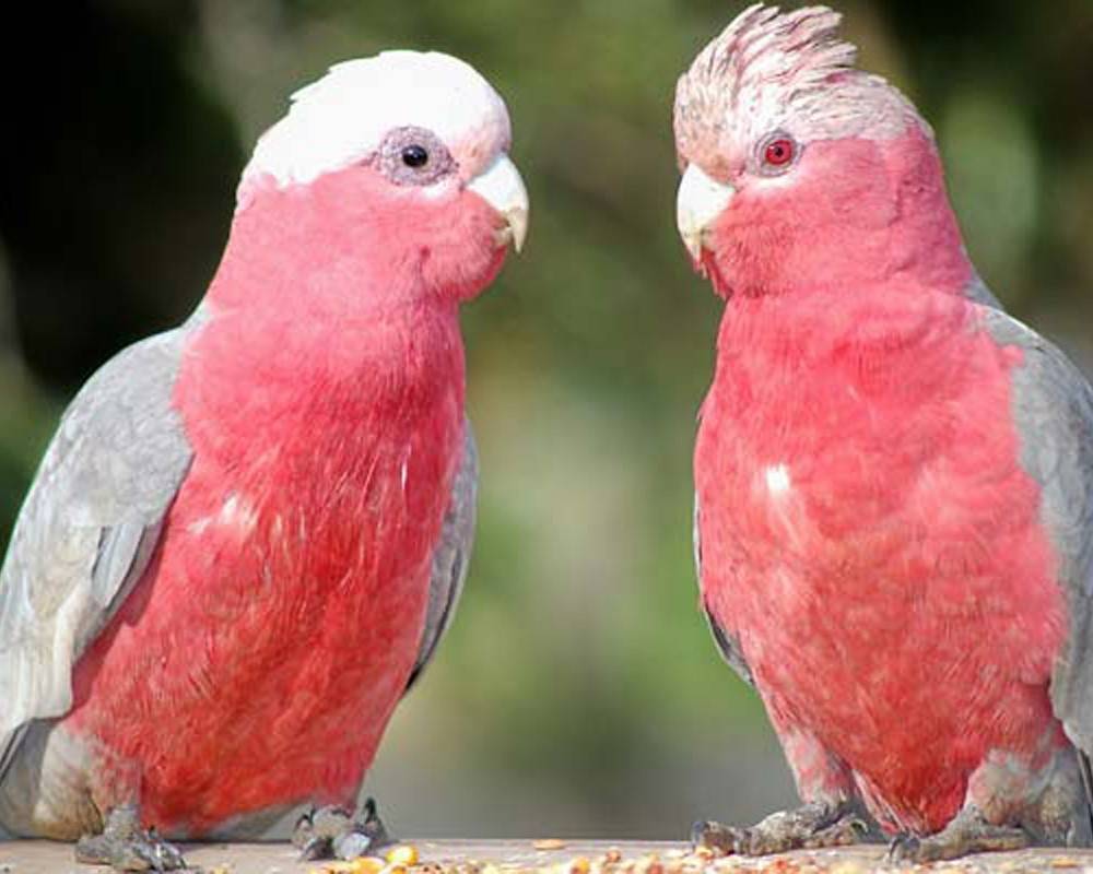 Какапо попугай. описание, особенности, виды, образ жизни и среда обитания какапо