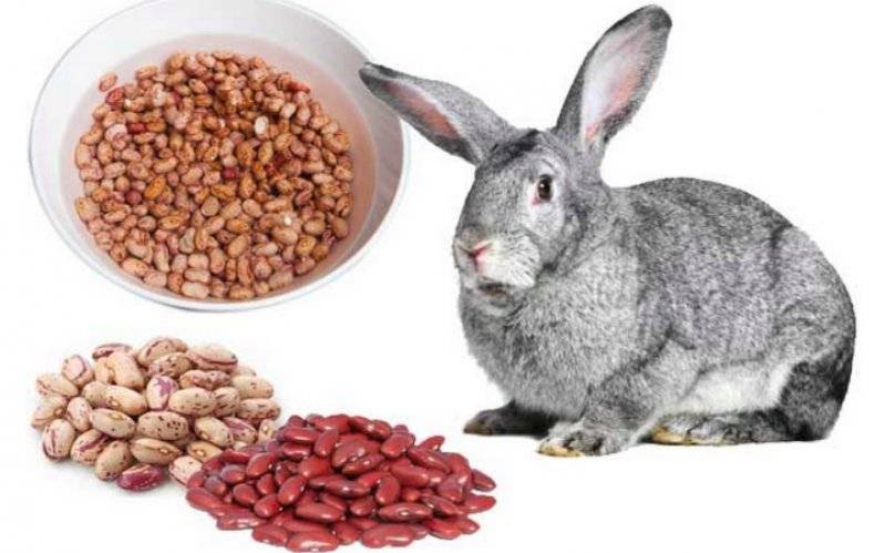 Сочные корма: овощи и зелень | информационный портал о карликовых и декоративных кроликах