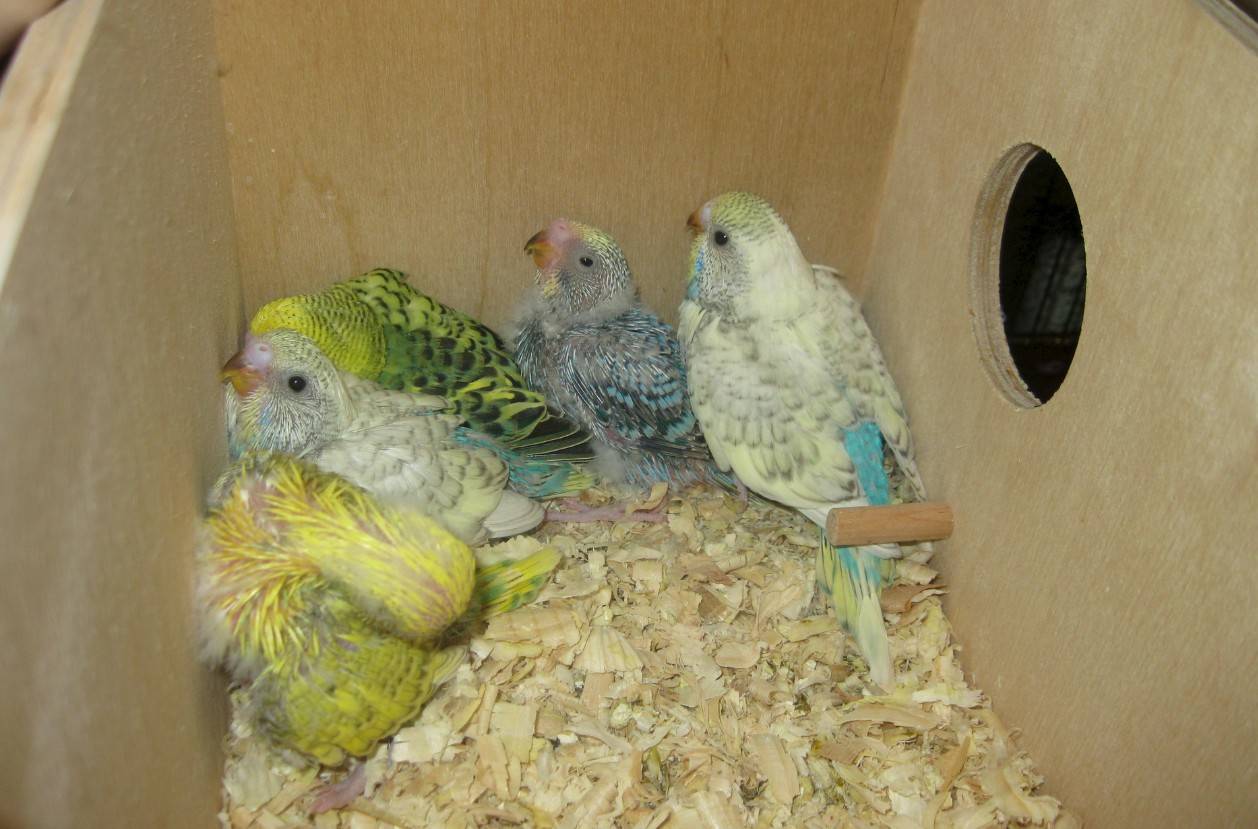Разведение попугаев в домашних условиях: пошаговый план