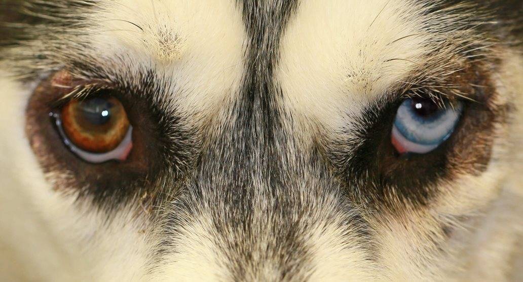 Синдром сухого глаза у собак