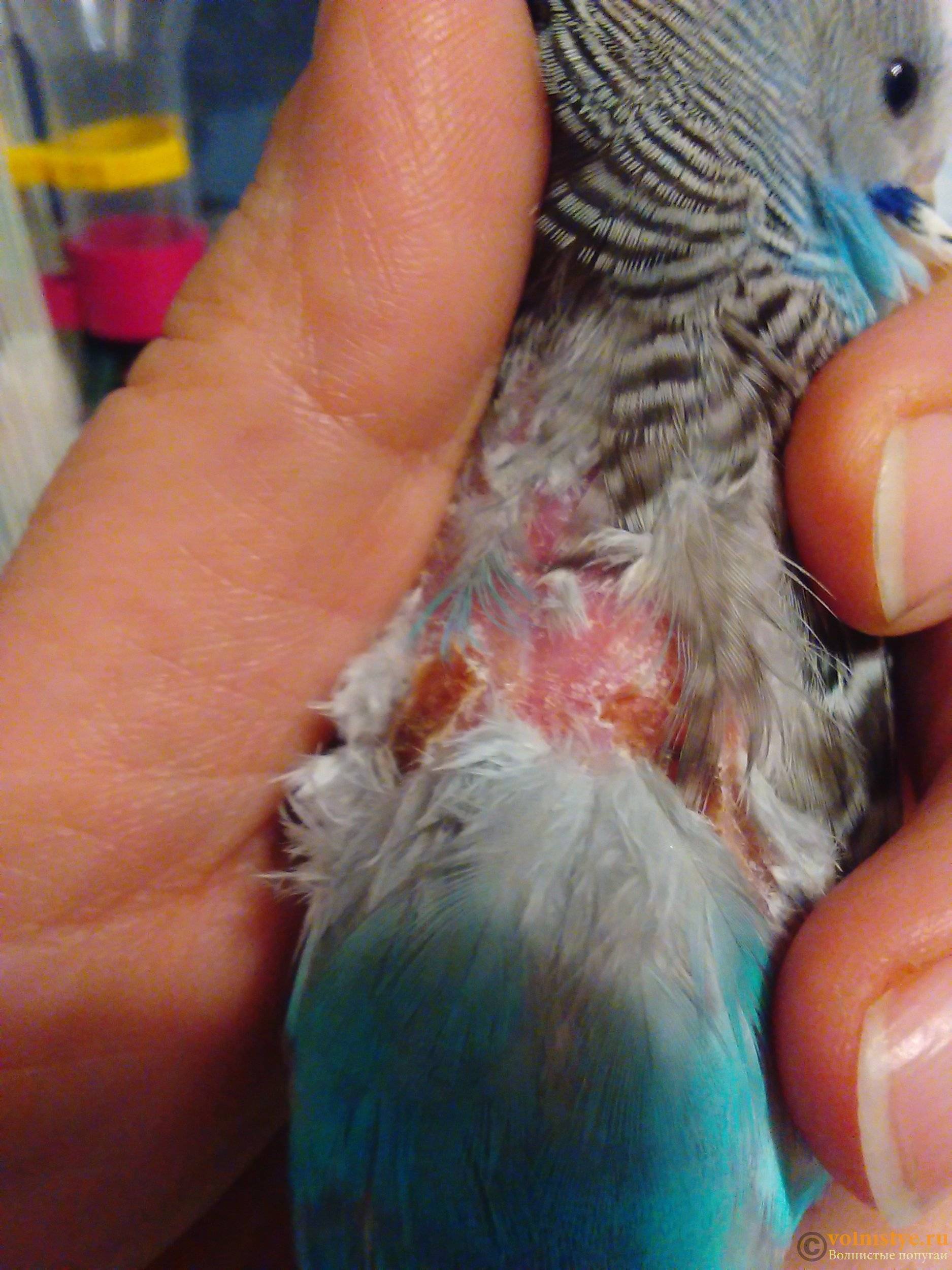 Аллергия на попугаев у детей, взрослых как проявляется – симптомы