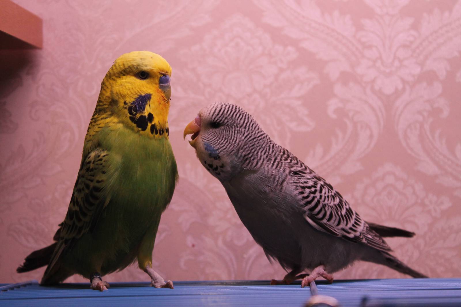Волнистые попугаи чехи и другие виды