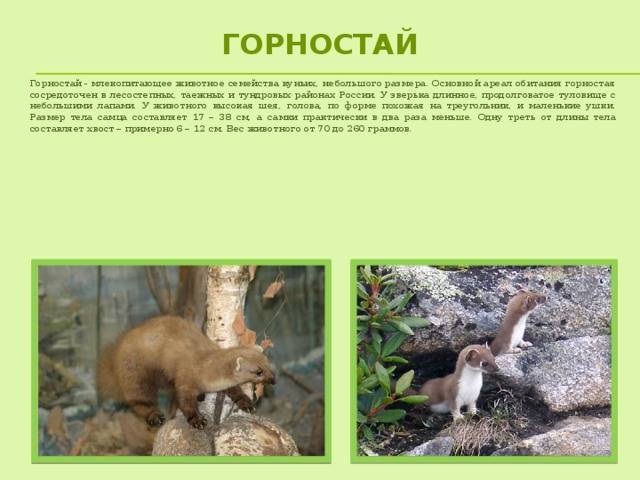 Горностай животное. описание, особенности, образ жизни и среда обитания горностая