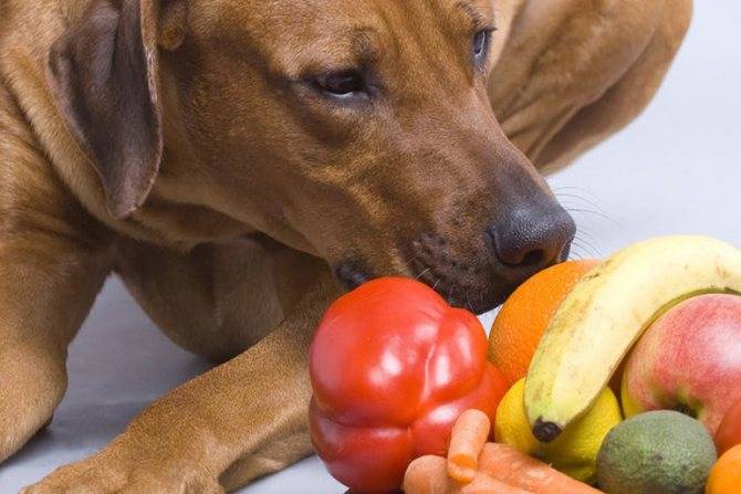 Овощи в рационе собаки | блог ветклиники "беланта"