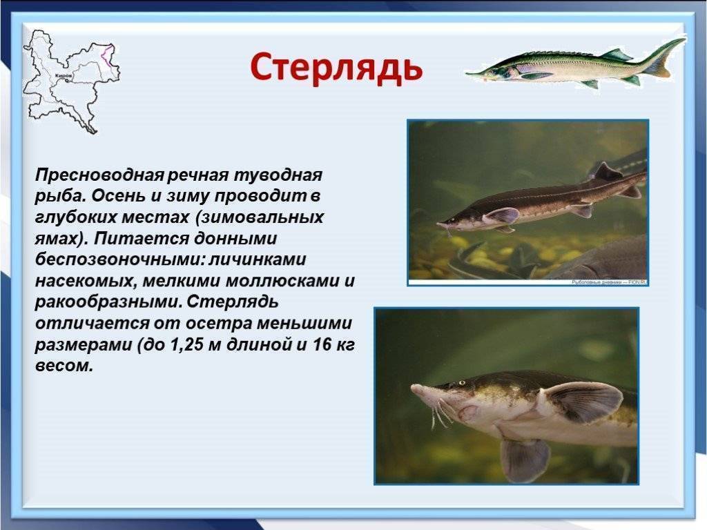 Рыба щука: описание и искусственное разведение