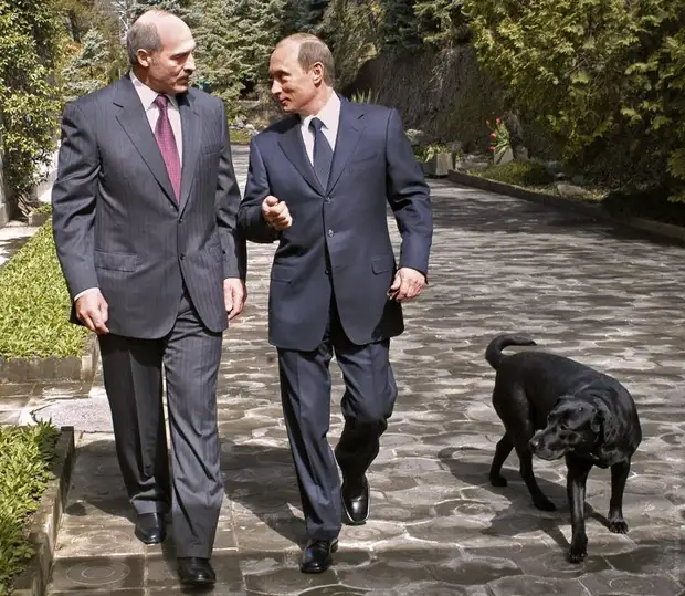 Собаки владимира путина — фото и породы питомцев президента