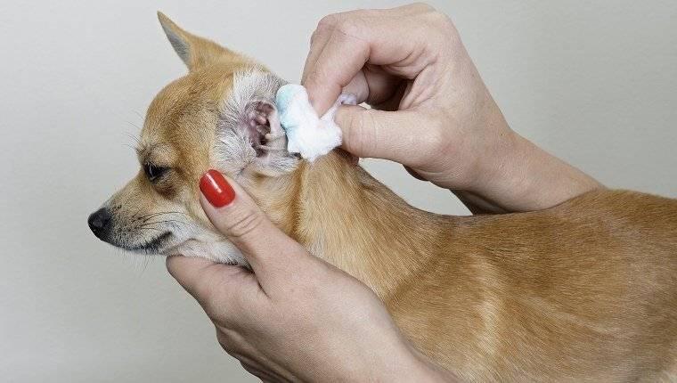 Аллергия на ушах у собак, отит аллергический: причины и лечение | блог ветклиники "беланта"