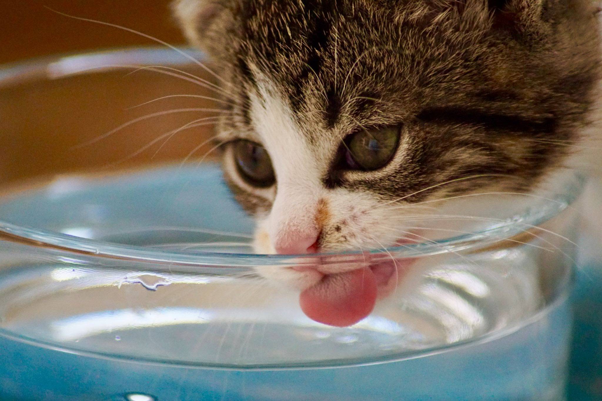 Кошки и проточная вода | хиллс