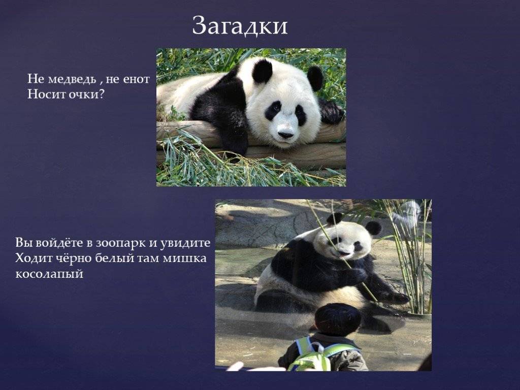 Малая панда | красная книга вики | fandom