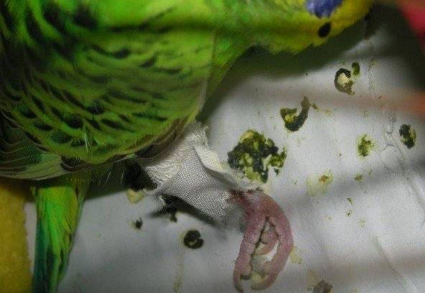 Почему волнистый попугай дрожит и трясется