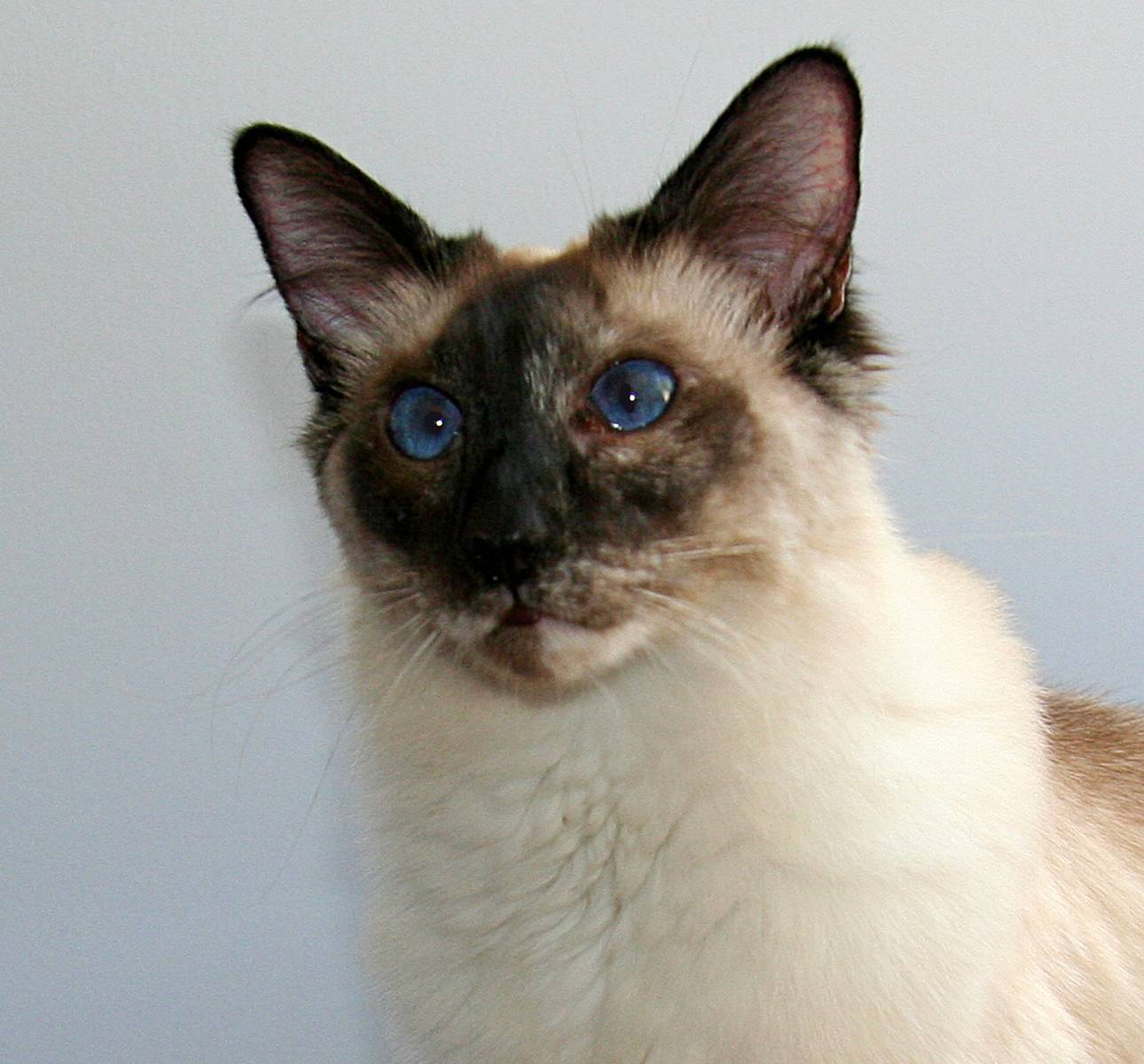 Балинезийская кошка: фото, описание, характер, содержание, отзывы