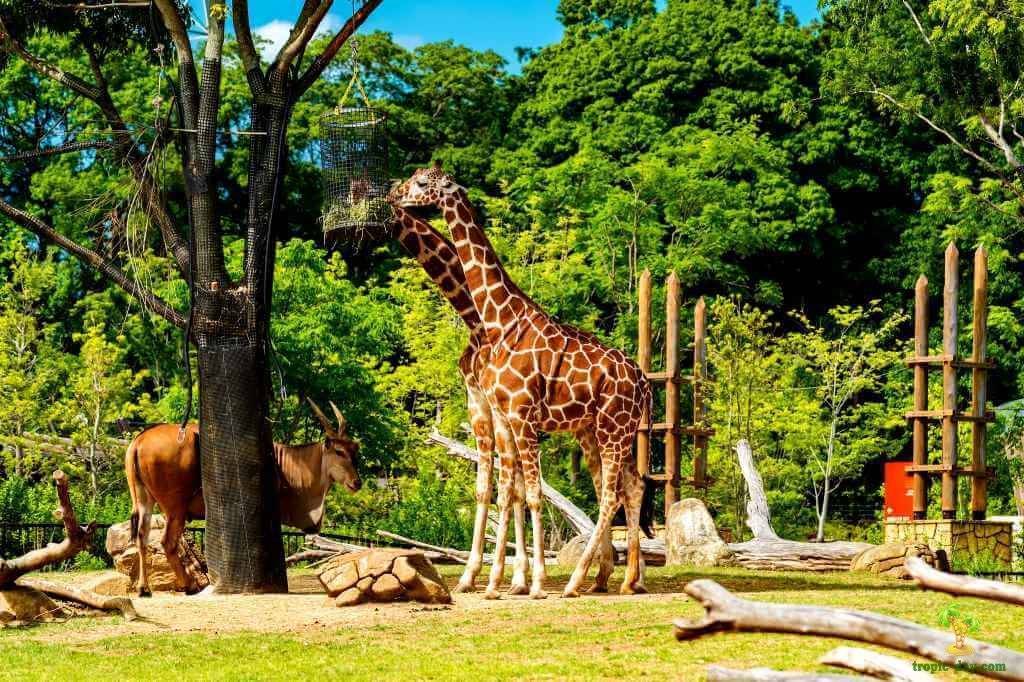 Самые-самые зоопарки мира: топ-5