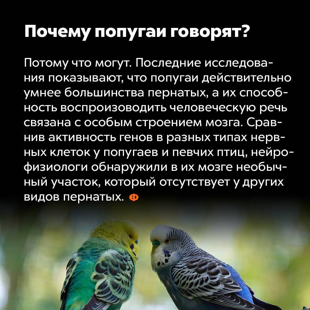 Как научить попугая говорить?
