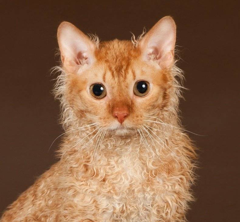 Селкирк рекс — 95 фото, описание, характер и особый уход за этой породой кошек