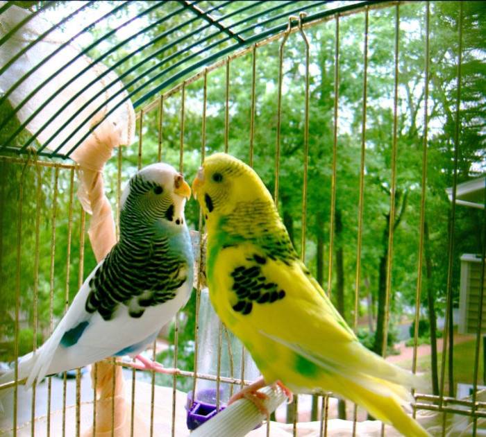 Сколько лет живут волнистые попугаи в природе и в домашних условиях