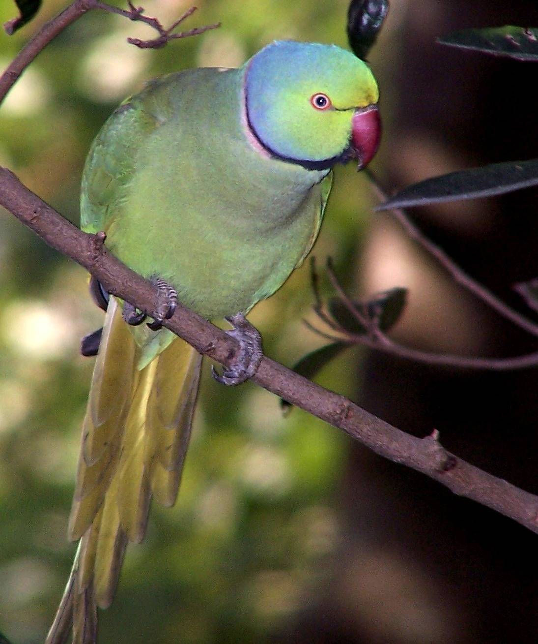 Индийский кольчатый попугай или ожереловый попугай крамера (psittacula krameri) | кольчатые | ptichka.net - домашние питомцы