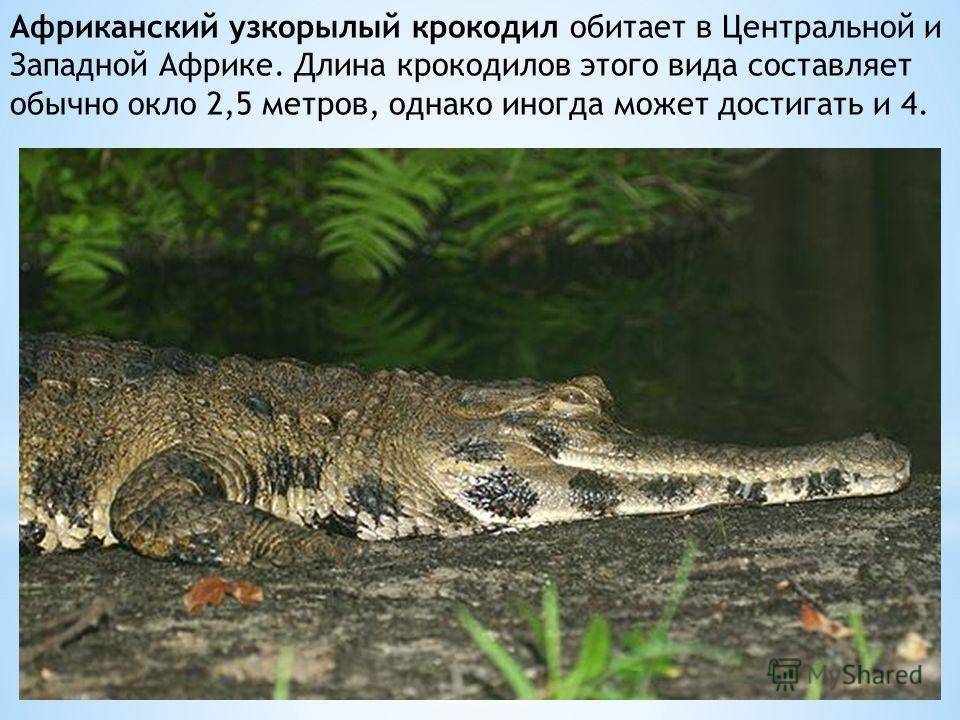 Нильский крокодил – беспощадный убийца. описание и фото нильского крокодила
