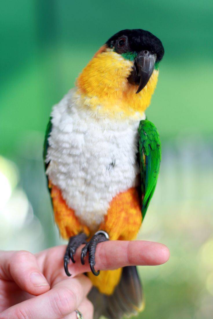 Попугай каик: среда обитания черноголовой и рыжеголовой белобрюхой птицы, фото, можно ли держать дома
