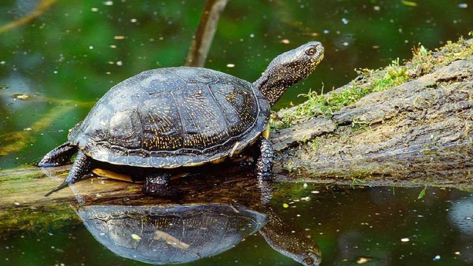 Уход за болотной черепахой в домашних условиях