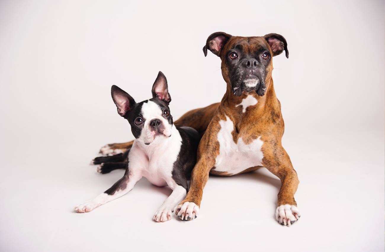 Купирование ушей и хвоста у собак: плюсы и минусы, виды, каким породам делают купирование, зачем это делать?